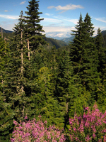 089 Distant Rainier