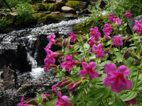 091 Rainier Flowers
