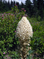 093 Rainier Flowers