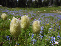 104 Rainier Flowers