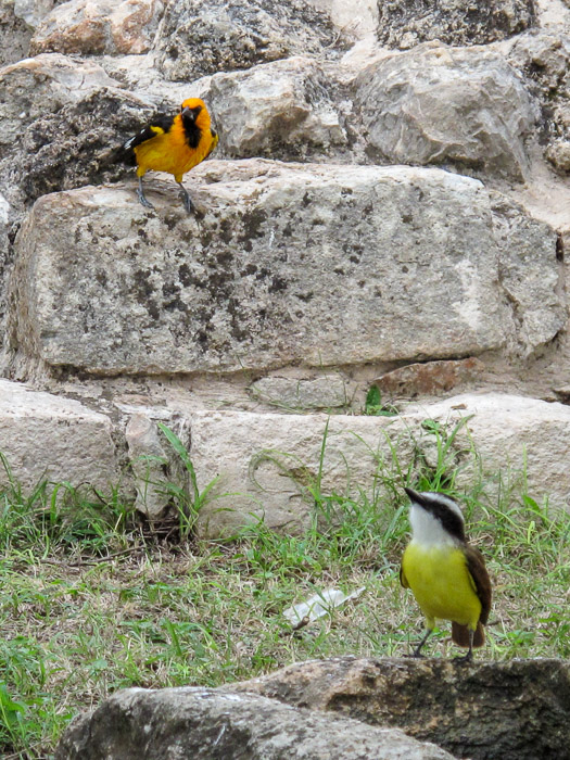 Oriole (?) & Bananaquit Oriole (?) & Bananaquit